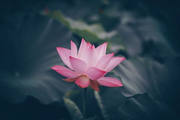 Lotus - 1